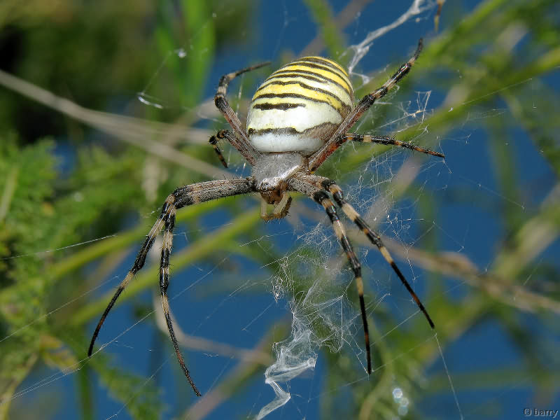 Argiope bruennichi (Scopoli, 1772)